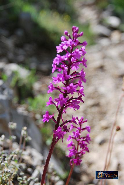 orchis quadripunctata.JPG